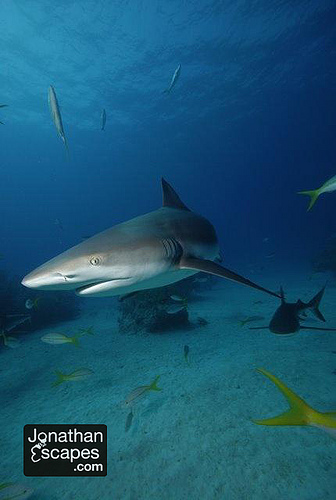  Caribbean reef shark